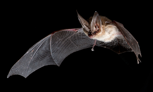 Big eared bat