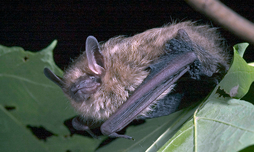 Tricolour bat