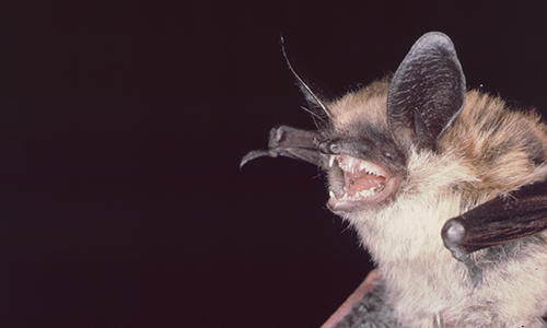 Long eared bat