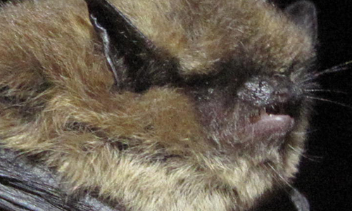California Myotis