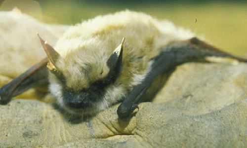 Small footed bat