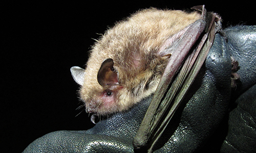 Yuma Myotis