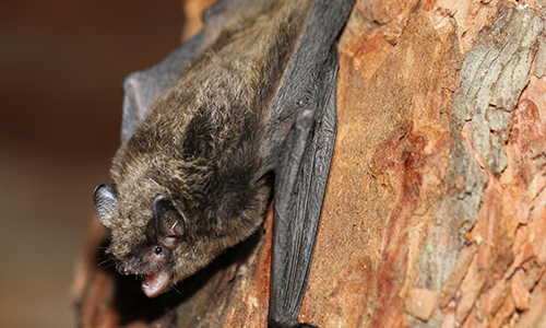 Long legged Myotis