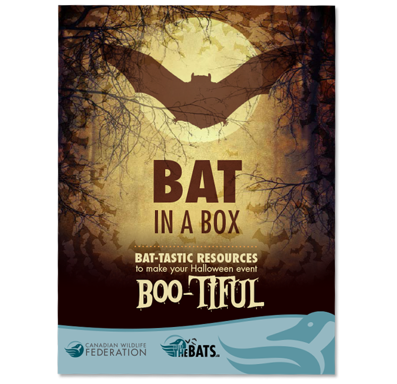 Bat in a box