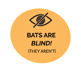 bat are blind - they aren't