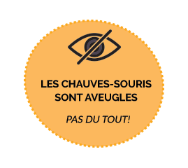 bat are blind - they aren't