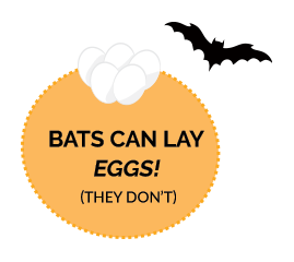 bat lay eggs - they don't