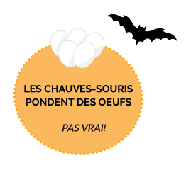 bat lay eggs - they don't