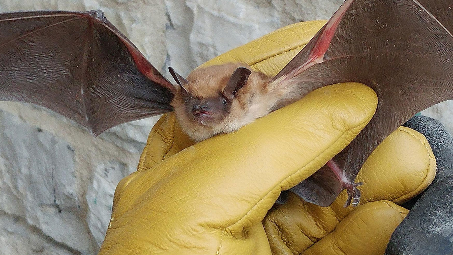 Canadian Wildlife Federation Bats rescued for Christmas