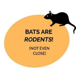 bat are rodents - not even close