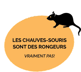 bat are rodents - not even close