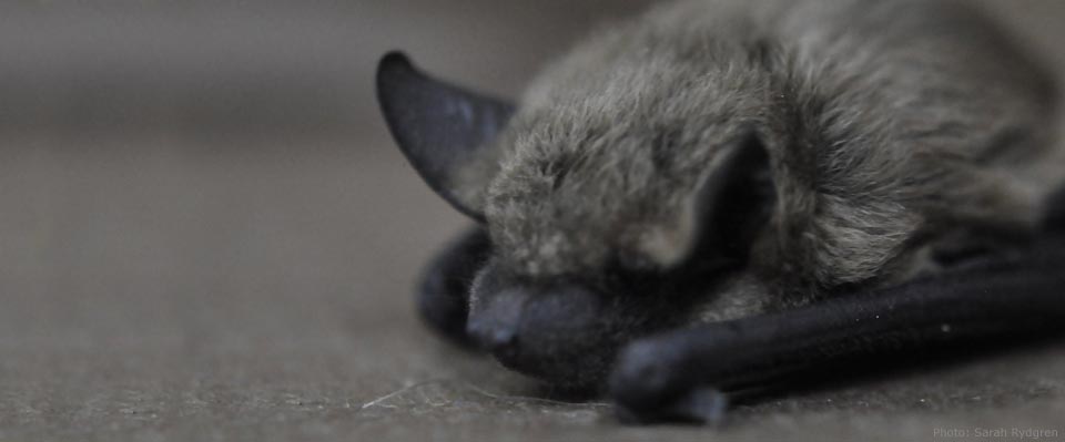 Little brown bat