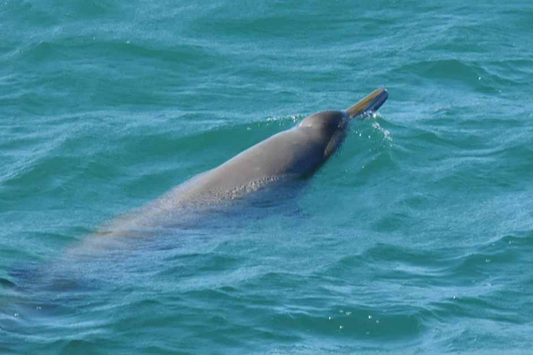 sowerbys beaked whale