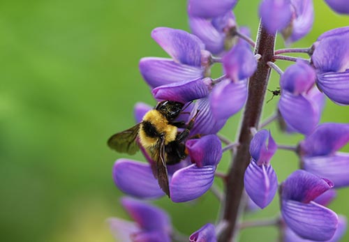 How to Make the Perfect Pollinator Garden