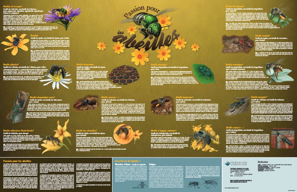 affiches avec une description des différents types d'abeilles
