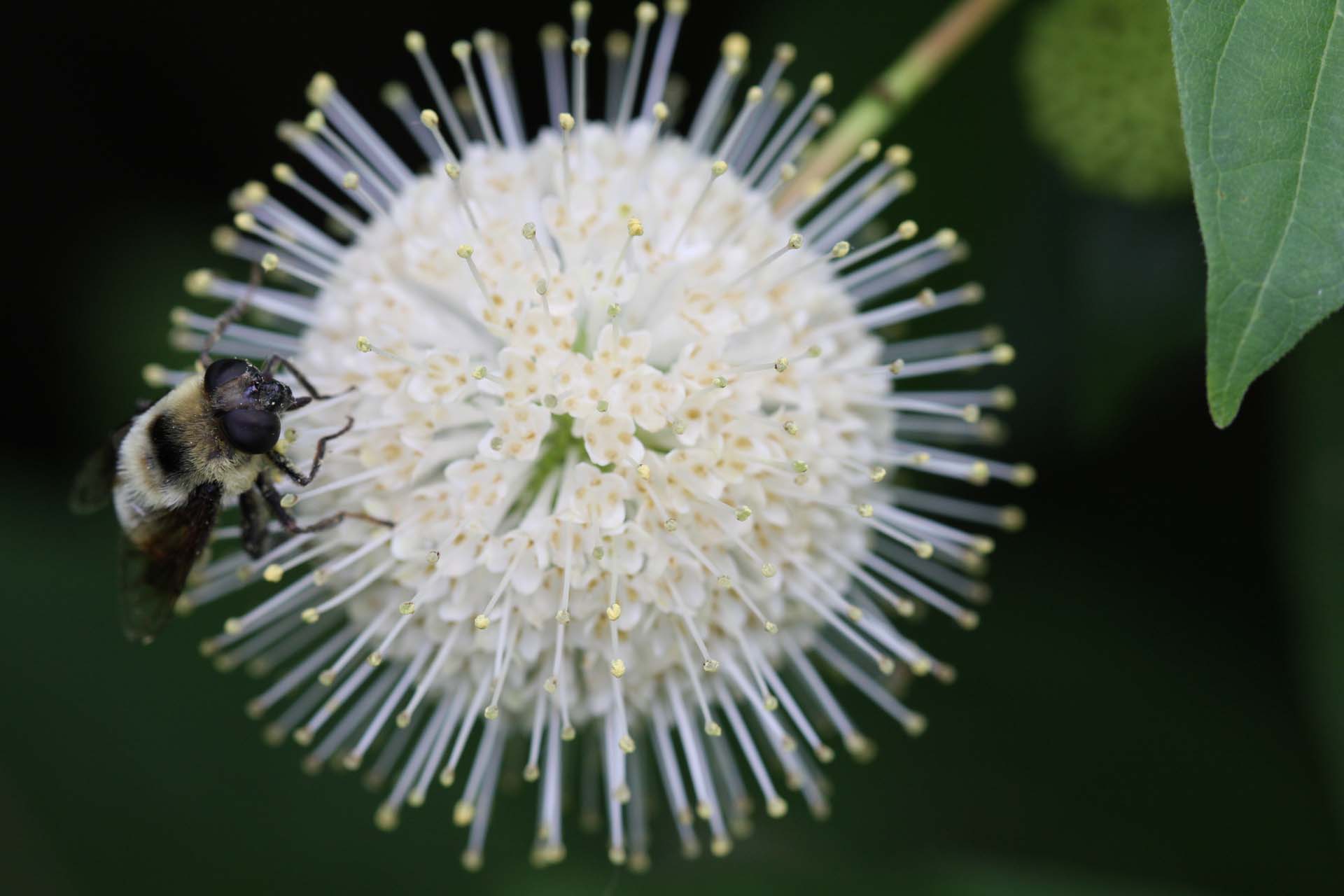 Fly on Buttonbush