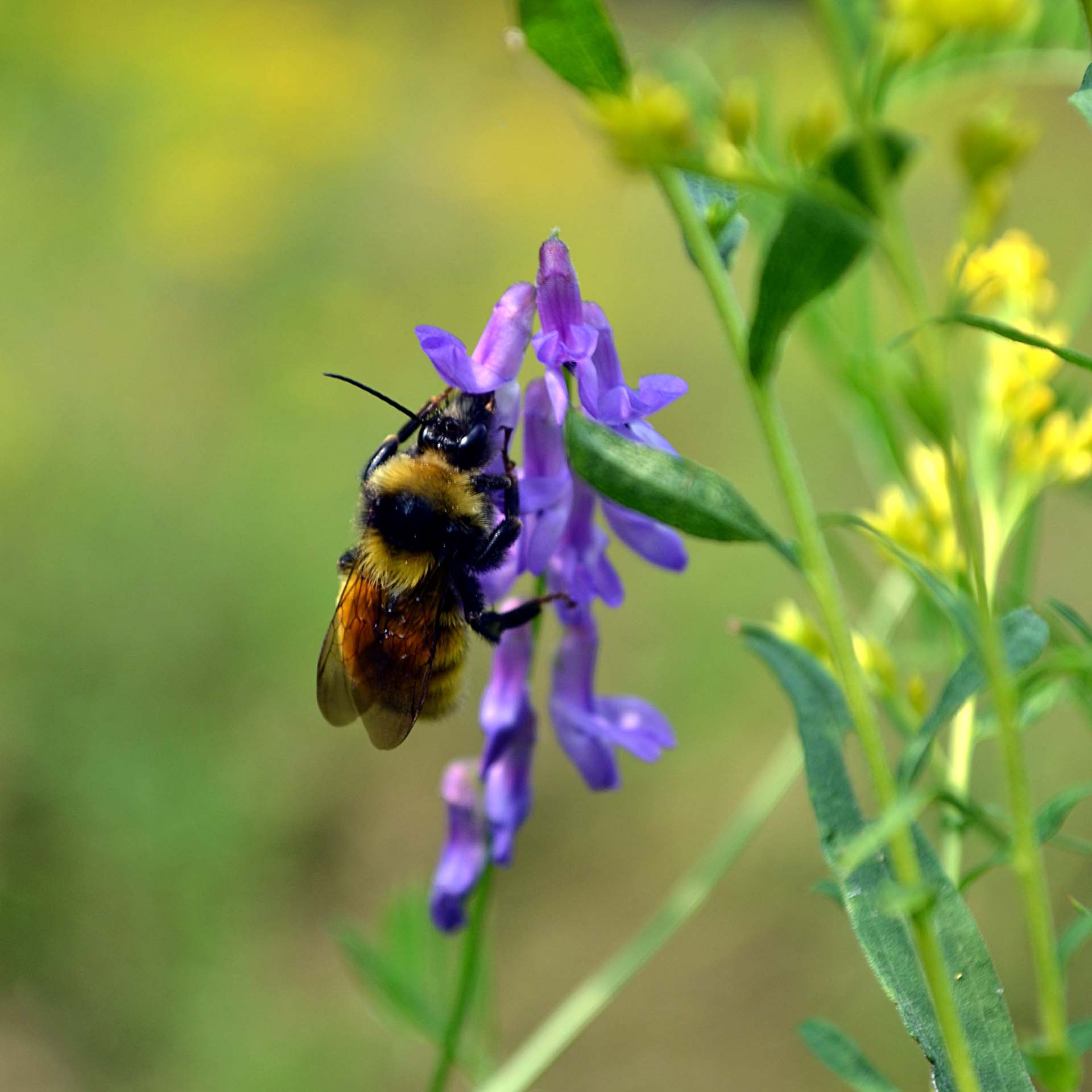 Bumblebee