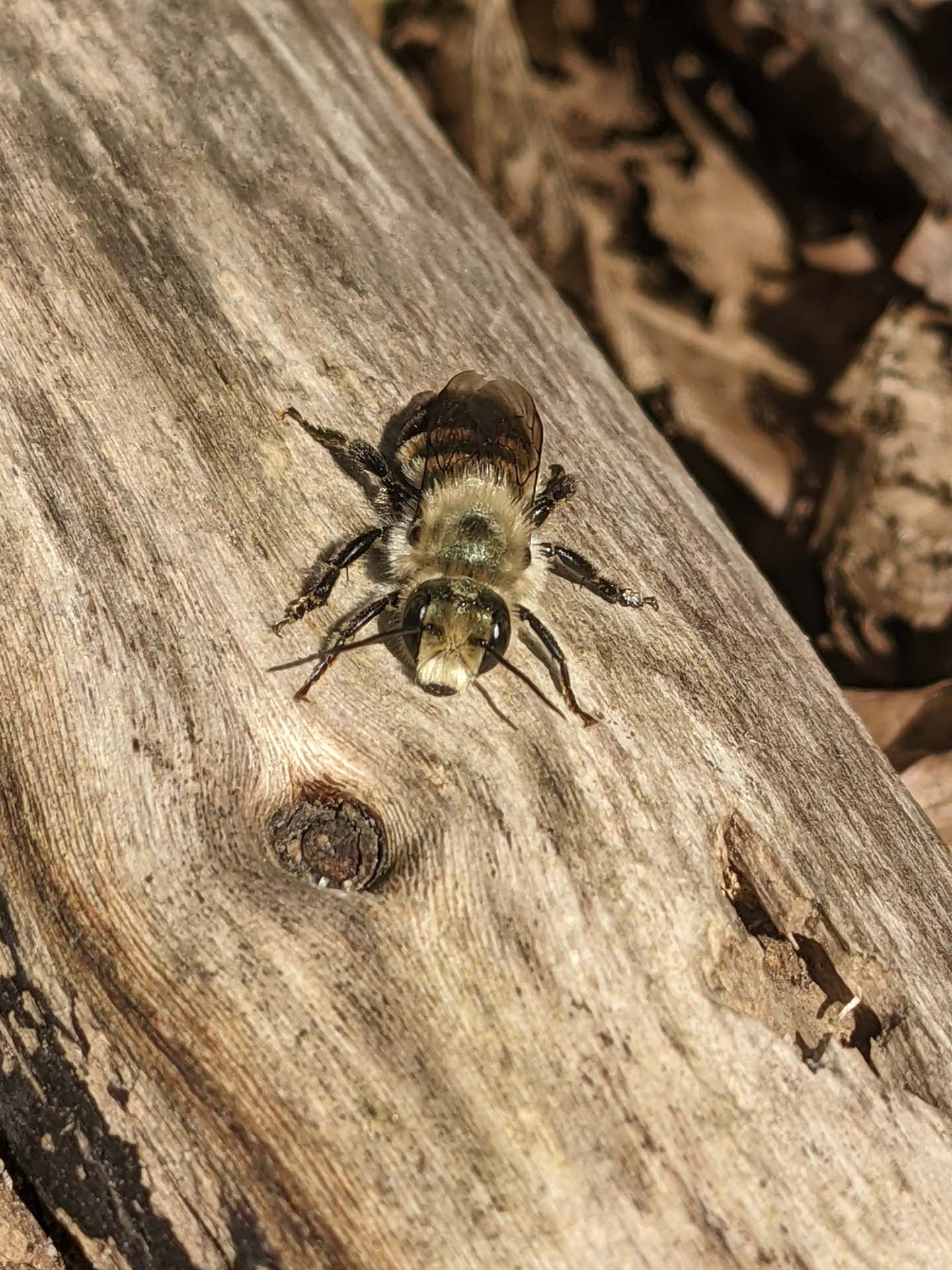 Osmia