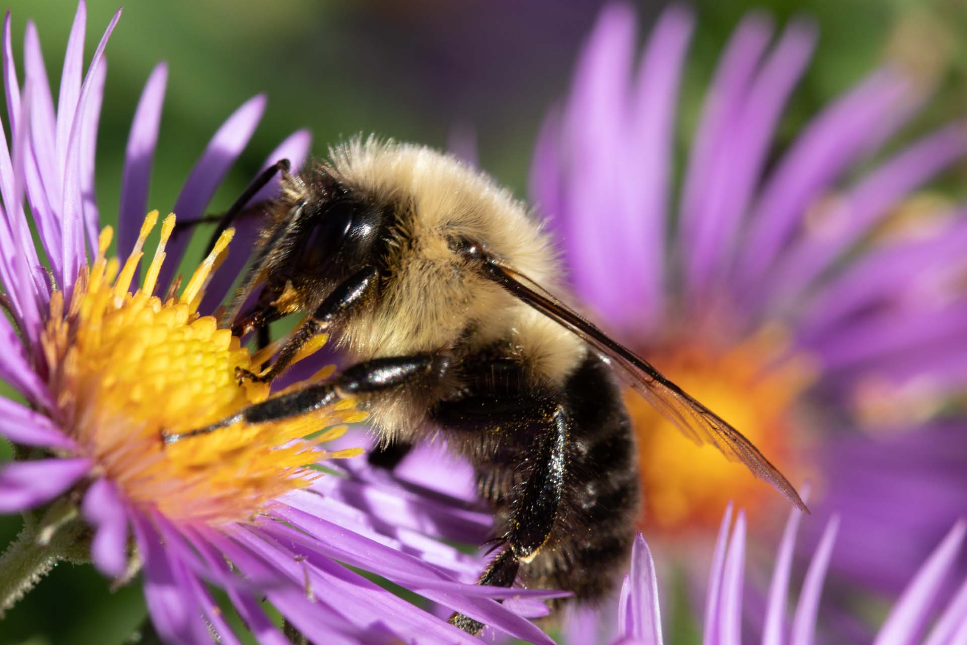 Bombus