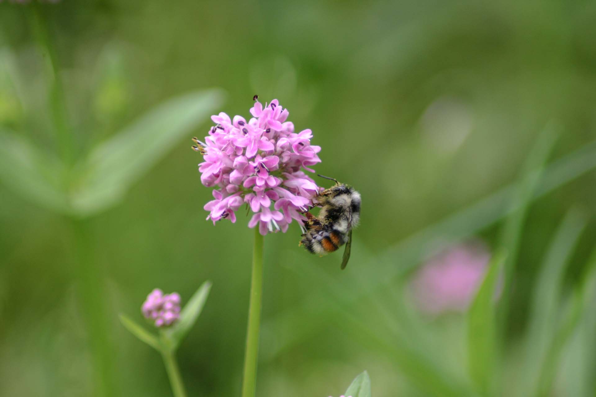 Bombus