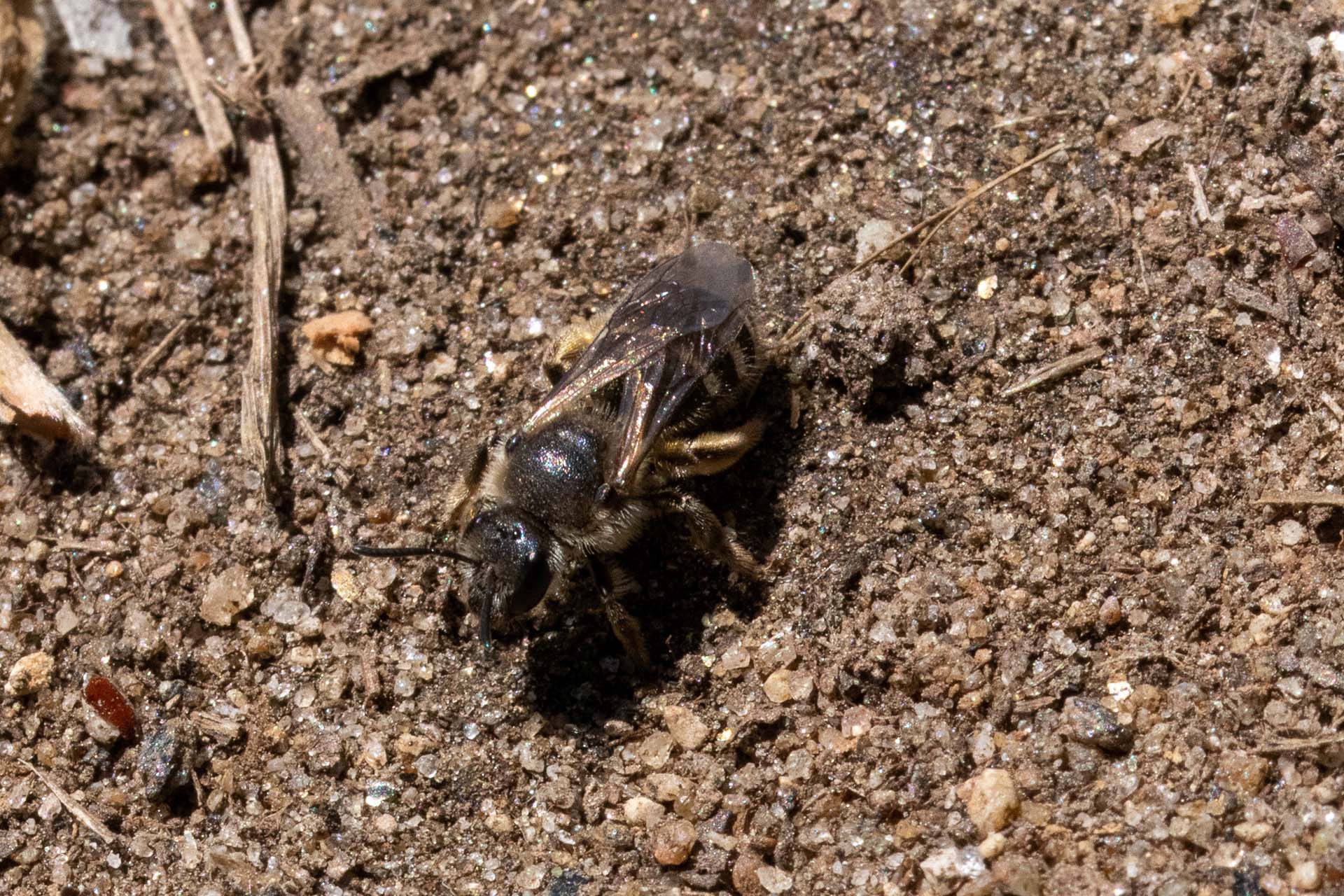 Halictus