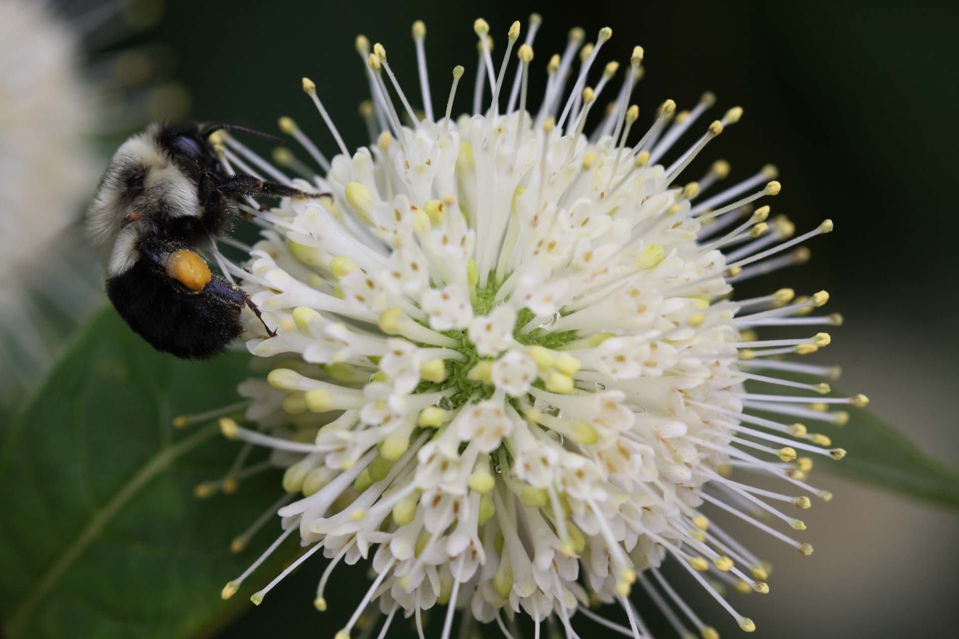 Bee on Buttonbush