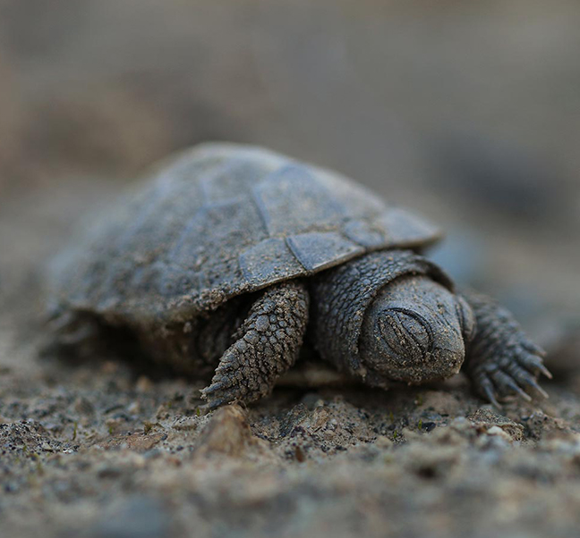 Canadian Wildlife Federation: THE CWF Eastern Ontario Turtle Project