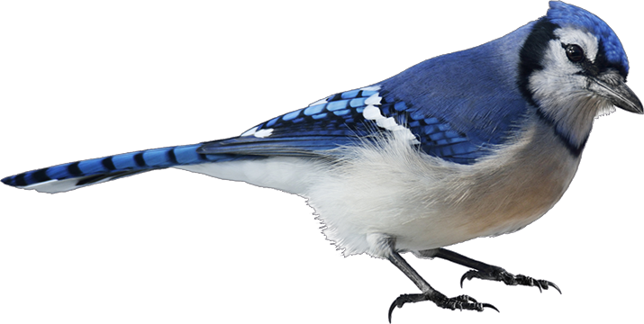 Blue jay