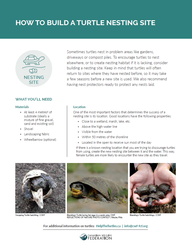 How To Build a Turtle Nesting Site