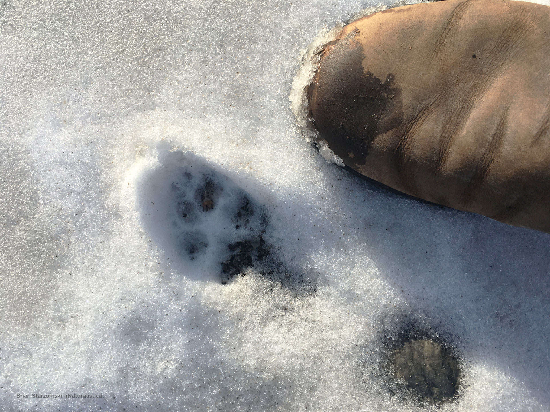 animal footprint