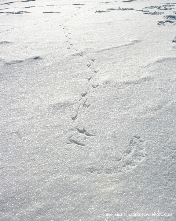 animal footprint