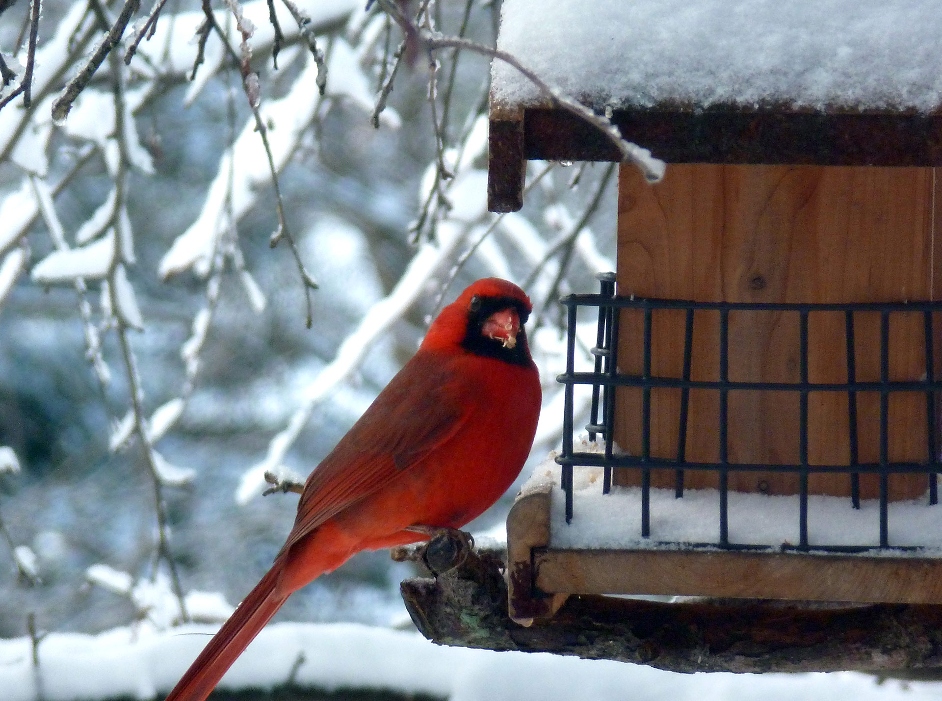 cardinal,bird, red, outdoor, snow, garden