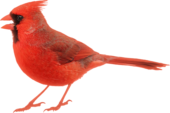 Image of cardinal