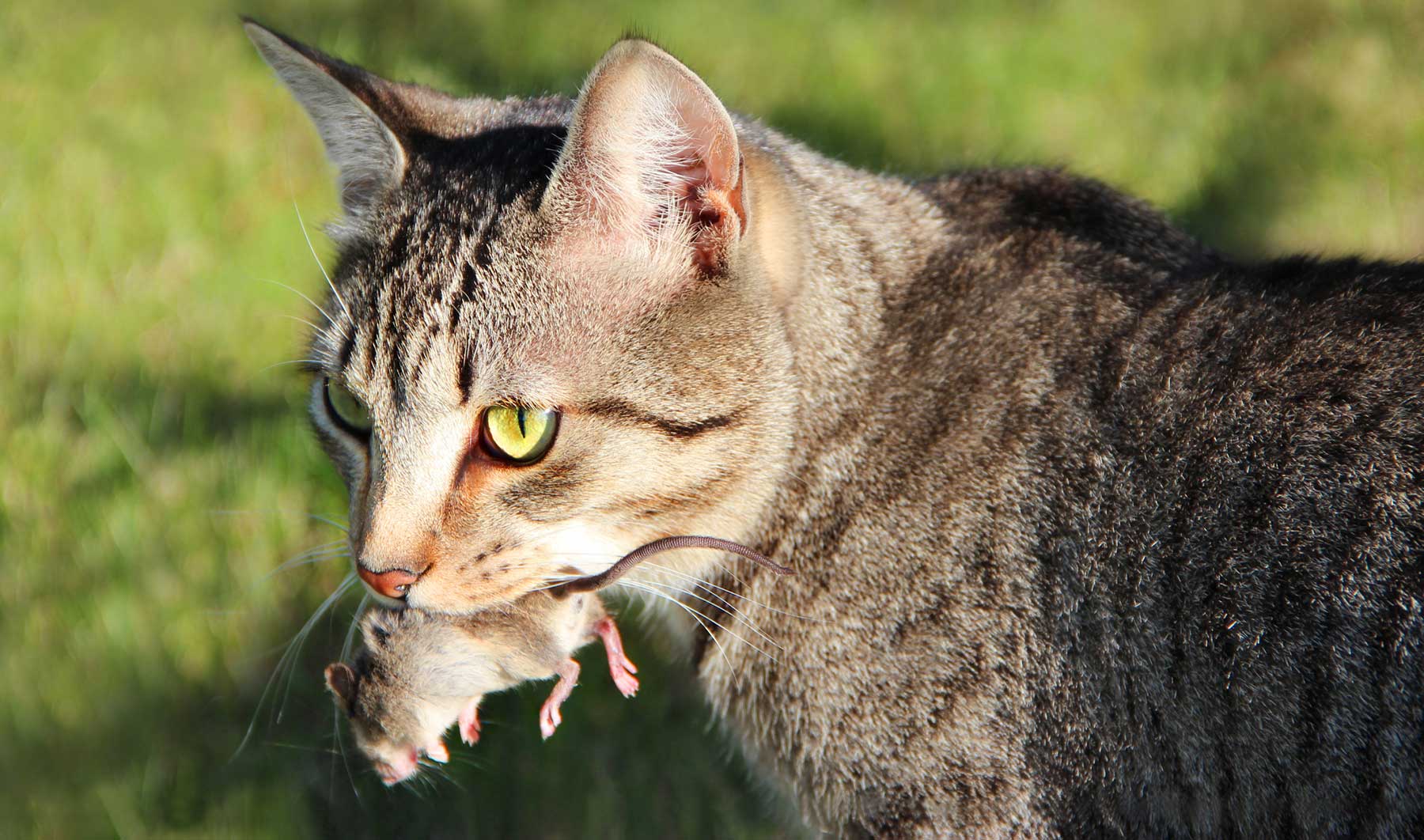 female-cats-are-more-active-in-catching-mouse