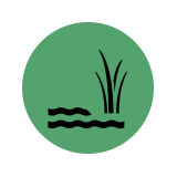 lake plant