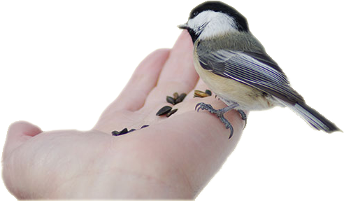 Chickadee eating from someone's hand