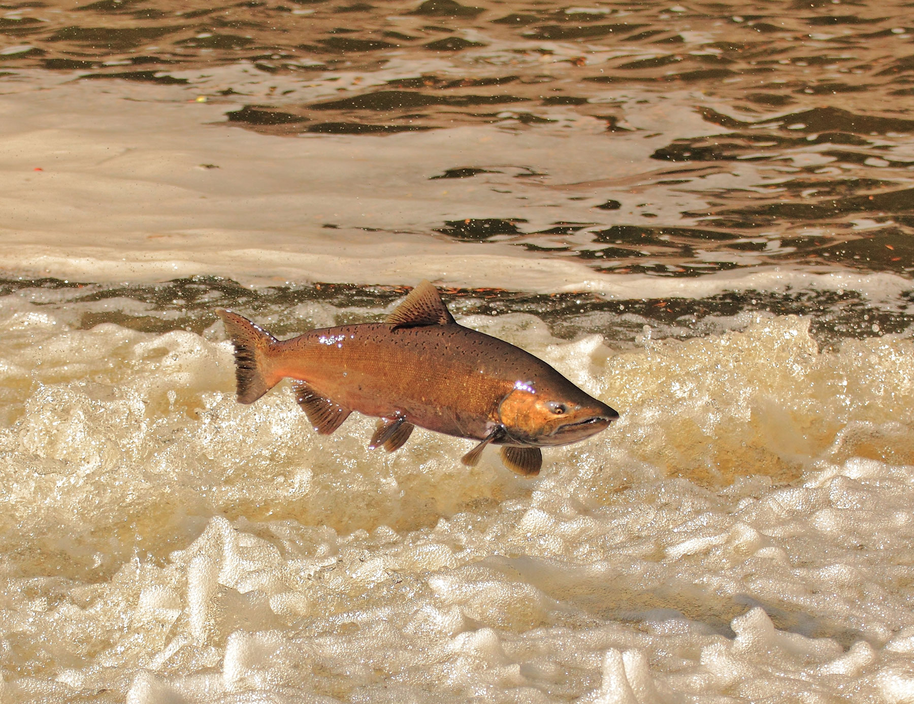 chinok salmon alaska fishing planet