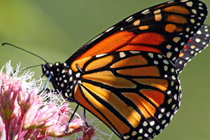 Monarch Butterfly on a flower