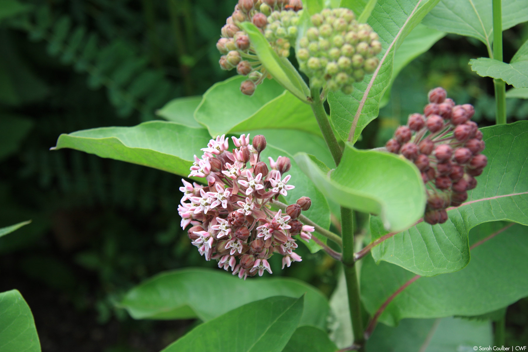 Canadian Wildlife Federation: Milkweed