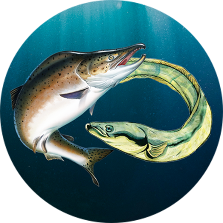 eel and salmon