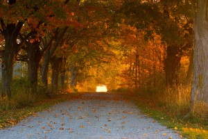 autumn trees