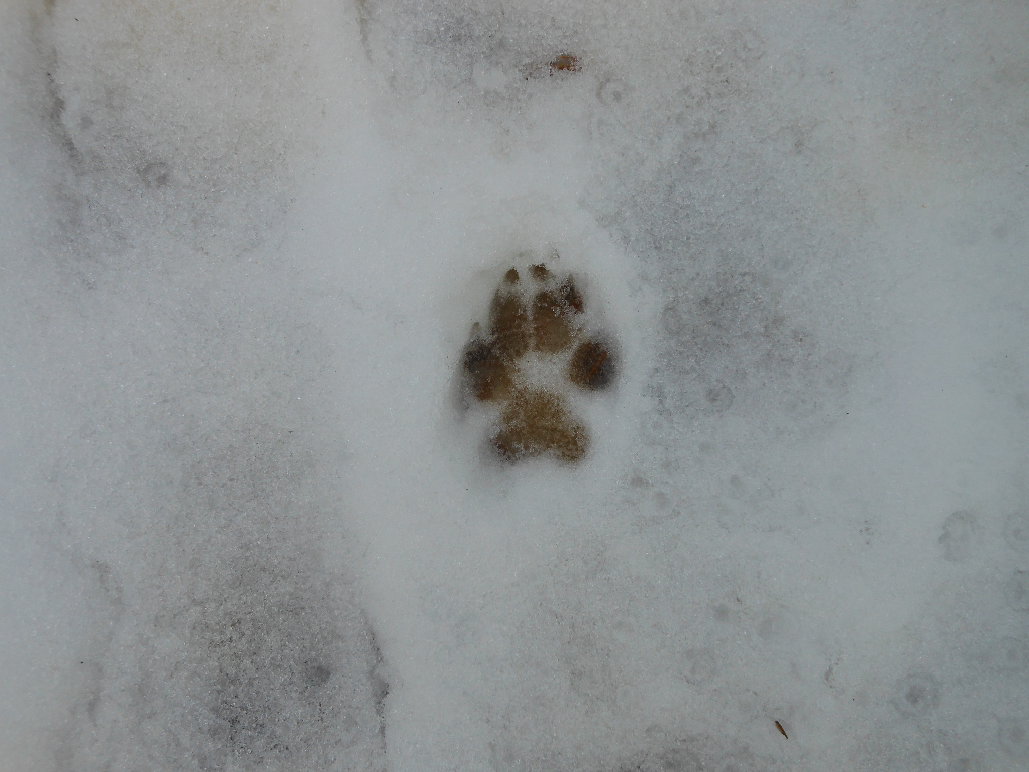 animal footprint