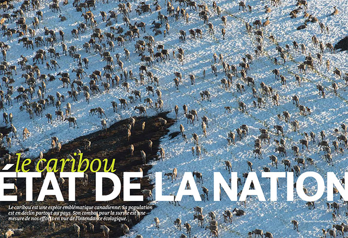 Reportages: Caribou