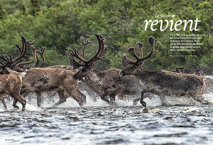 Caribou crossing river
