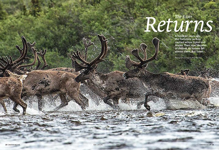 Caribou crossing river
