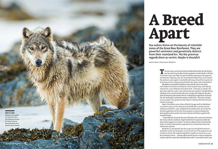 Canadian Wildlife Magazine Article Feature A Breed Apart Wolf