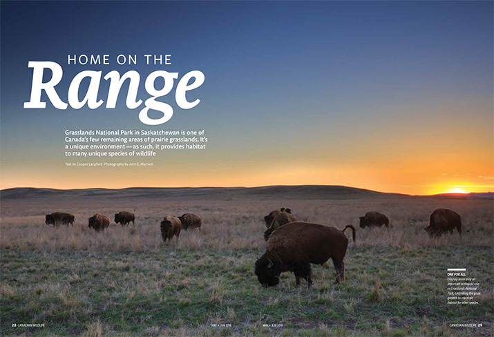 Canadian Wildlife Magazine Article Feature Home on the Range Bison