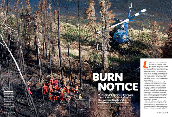Article image with photo of burning forest