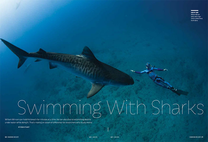 CW MJ2015 Feature Swimming with Sharks