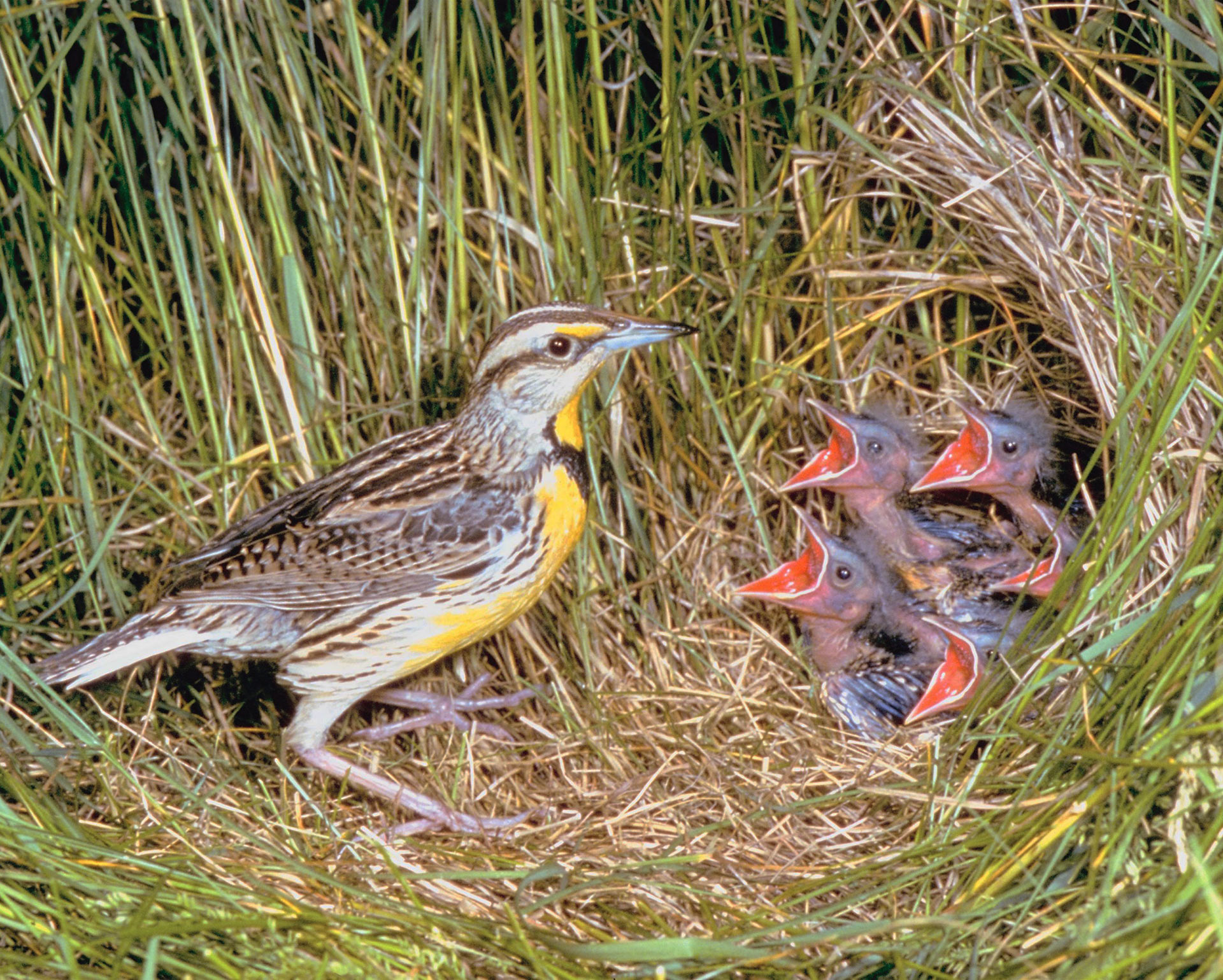 eastern meadowlark